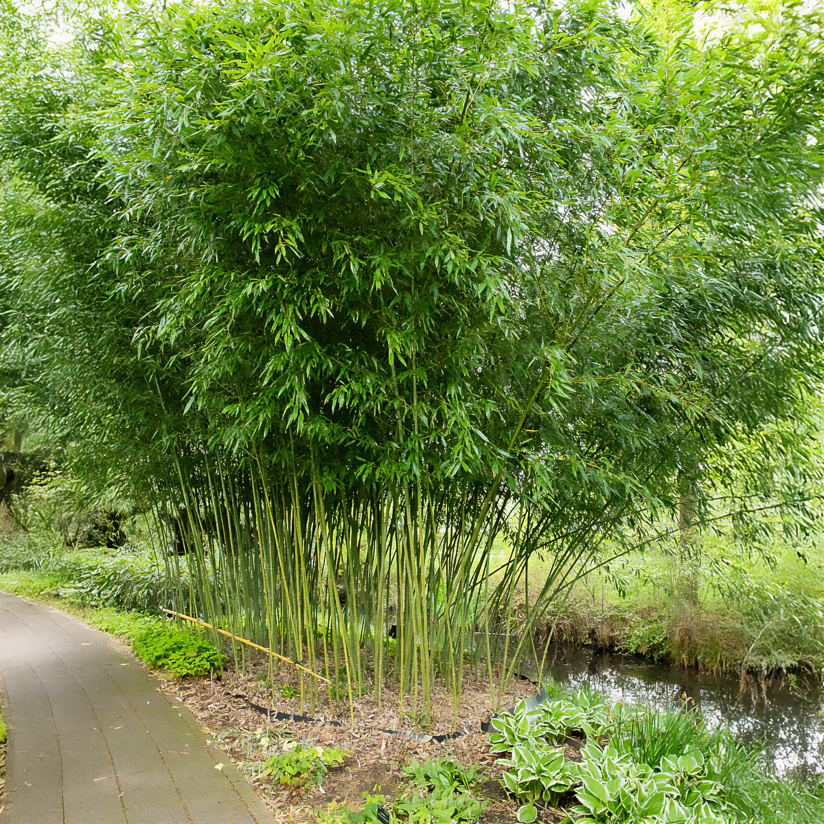 Bamboe Phyllostachys - Bakker