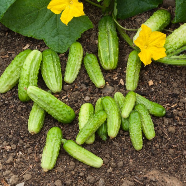 Augurk 'Petit de Paris' - Cucumis sativus vert petit de paris - Moestuin