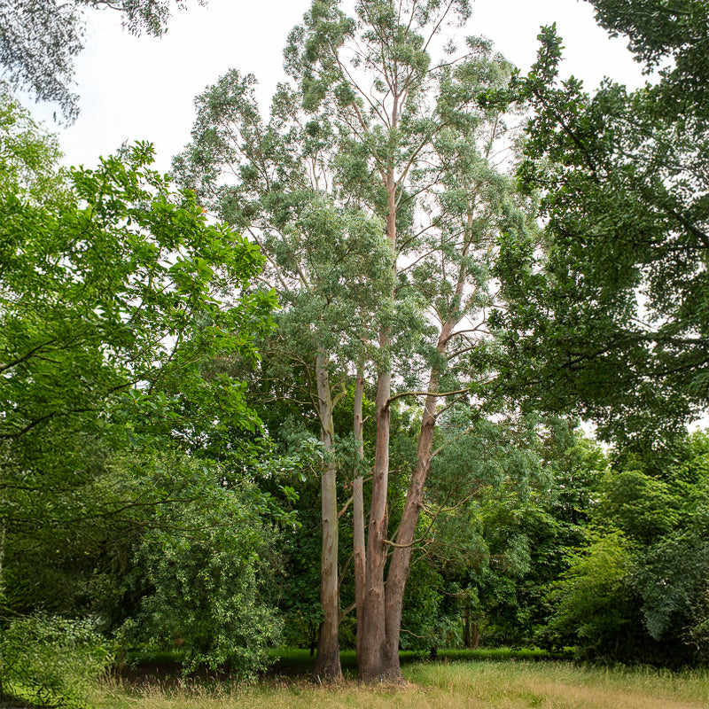 Eucalyptus - Eucalyptus gunnii - Eucalyptus gunnii
