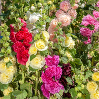 Stokroos Mix (x5) - Alcea rosea charter's hybrid - Heesters en vaste planten