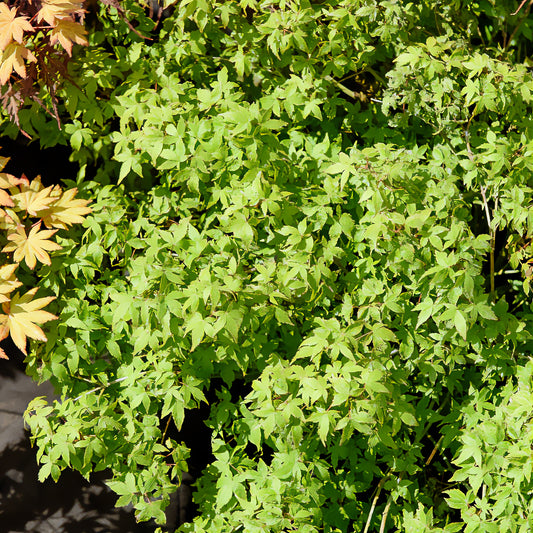 Japanse esdoorn 'Little Princess' - Bakker