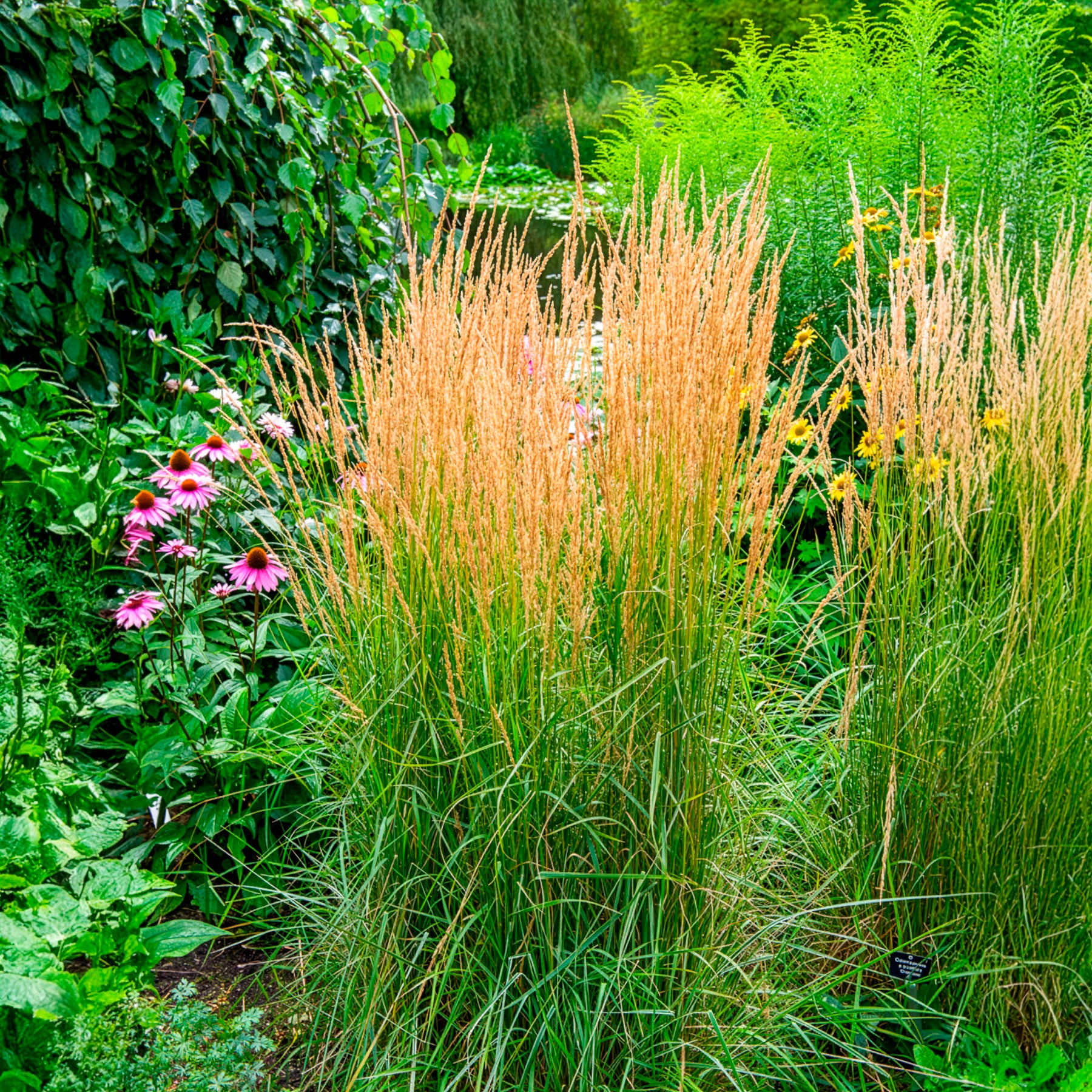 Siergrassen - Bont struisriet 'Overdam' - Calamagrostis acutiflora overdam