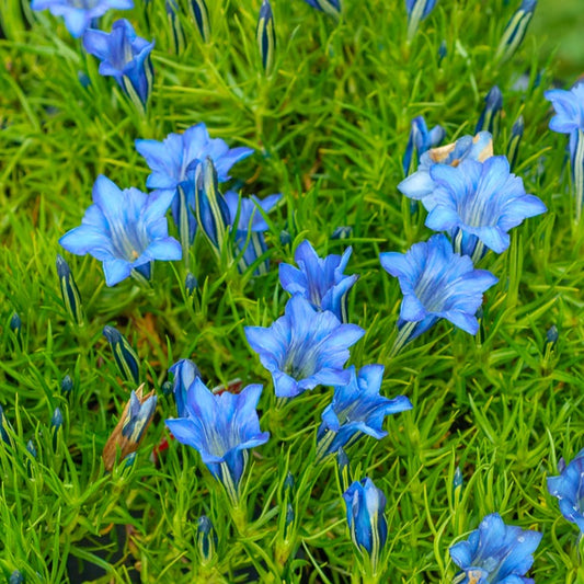 Herfstgentiaan - Gentiana sino-ornata - Tuinplanten