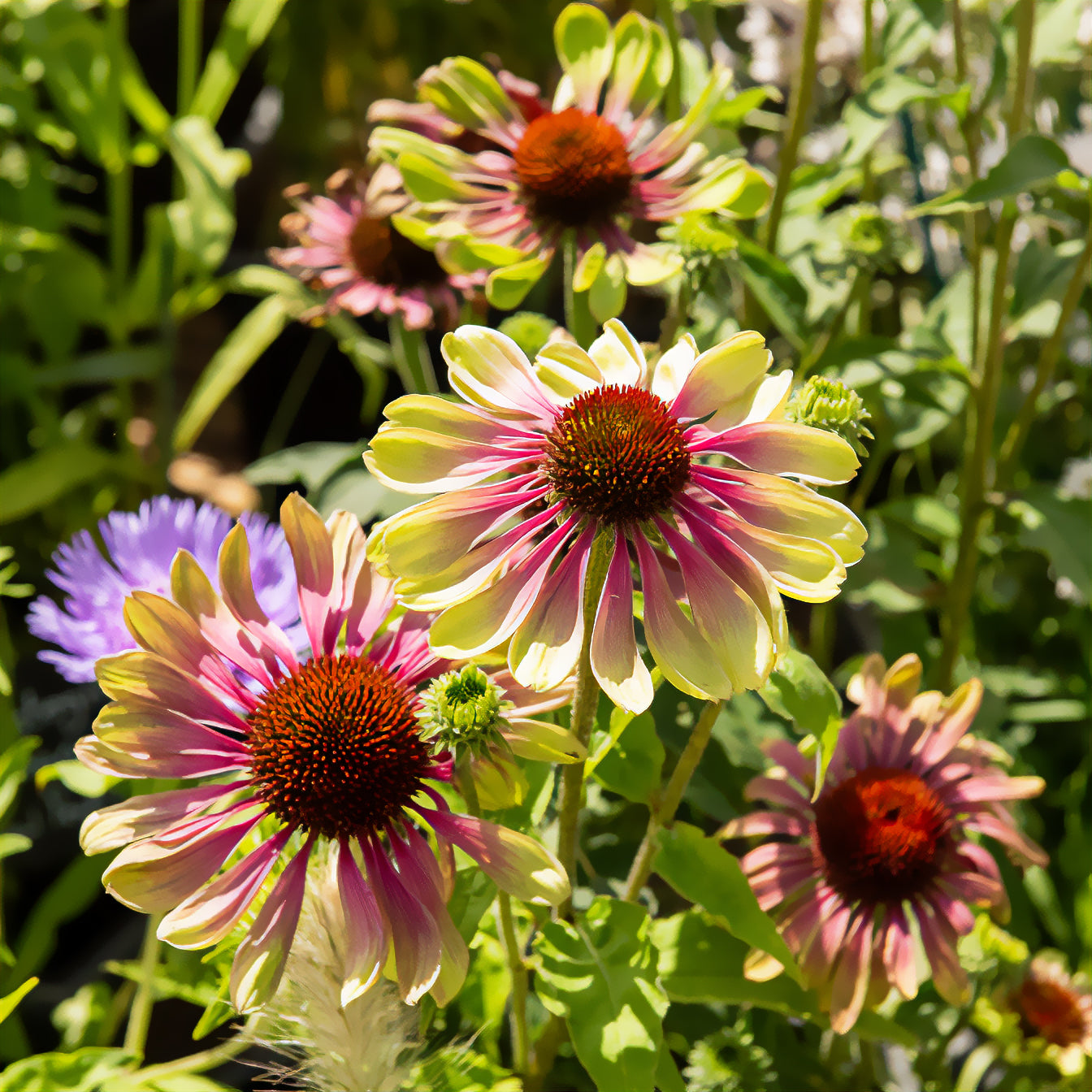 Zonnehoed 'Green Twister' - Echinacea purpurea Green Twister - Bakker