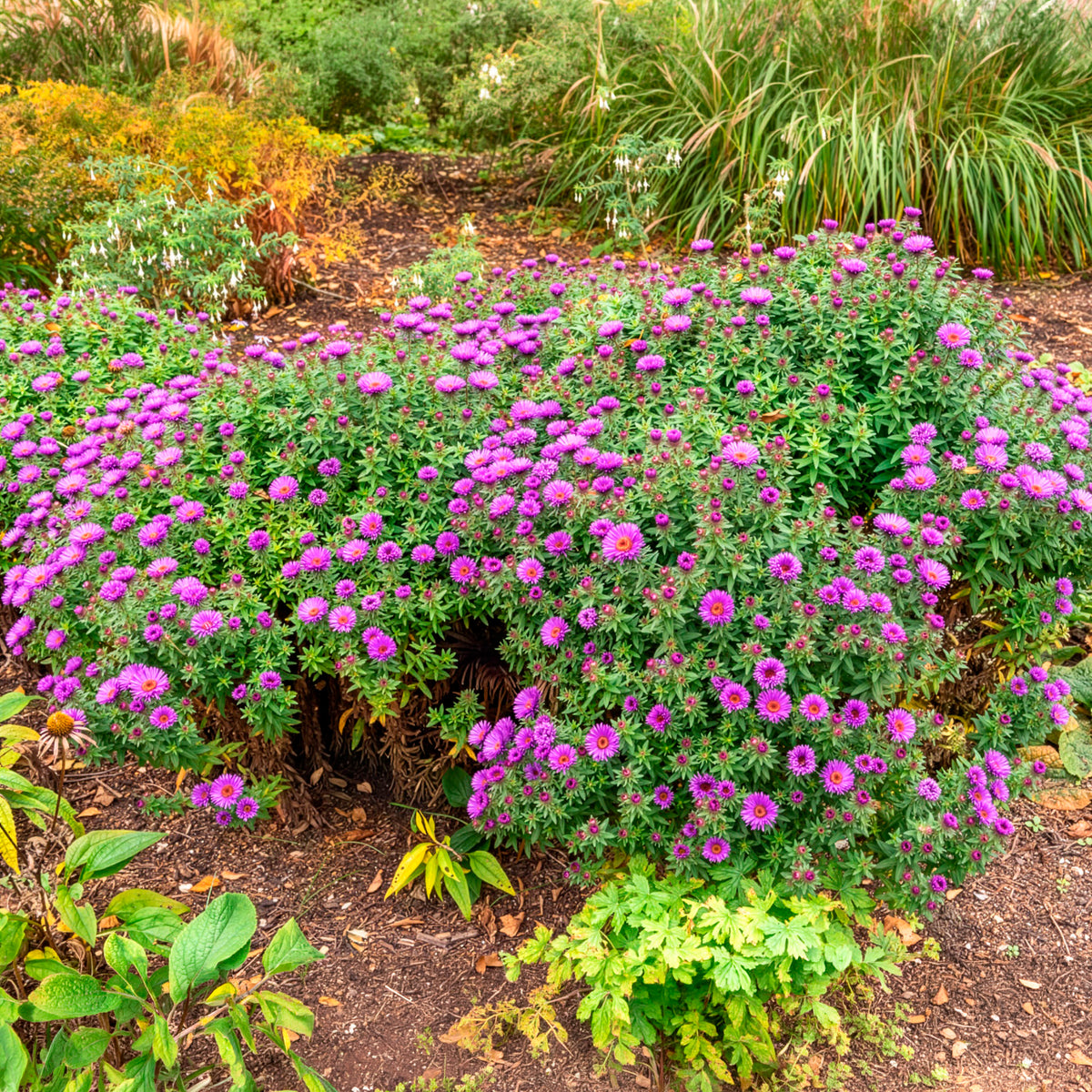 HerfstAster  'Purple Dome'