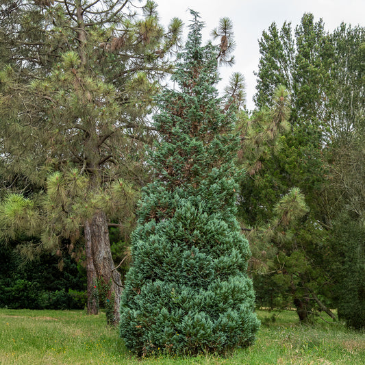 Blauwe haagconifeer 'Columnaris' - Bakker