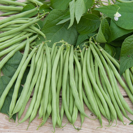 Sperzieboon 'Gautier' - Phaseolus vulgaris nain cupidon (obt. gautier) - Moestuin