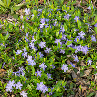 Maagdenpalm - Vinca minor - Bakker