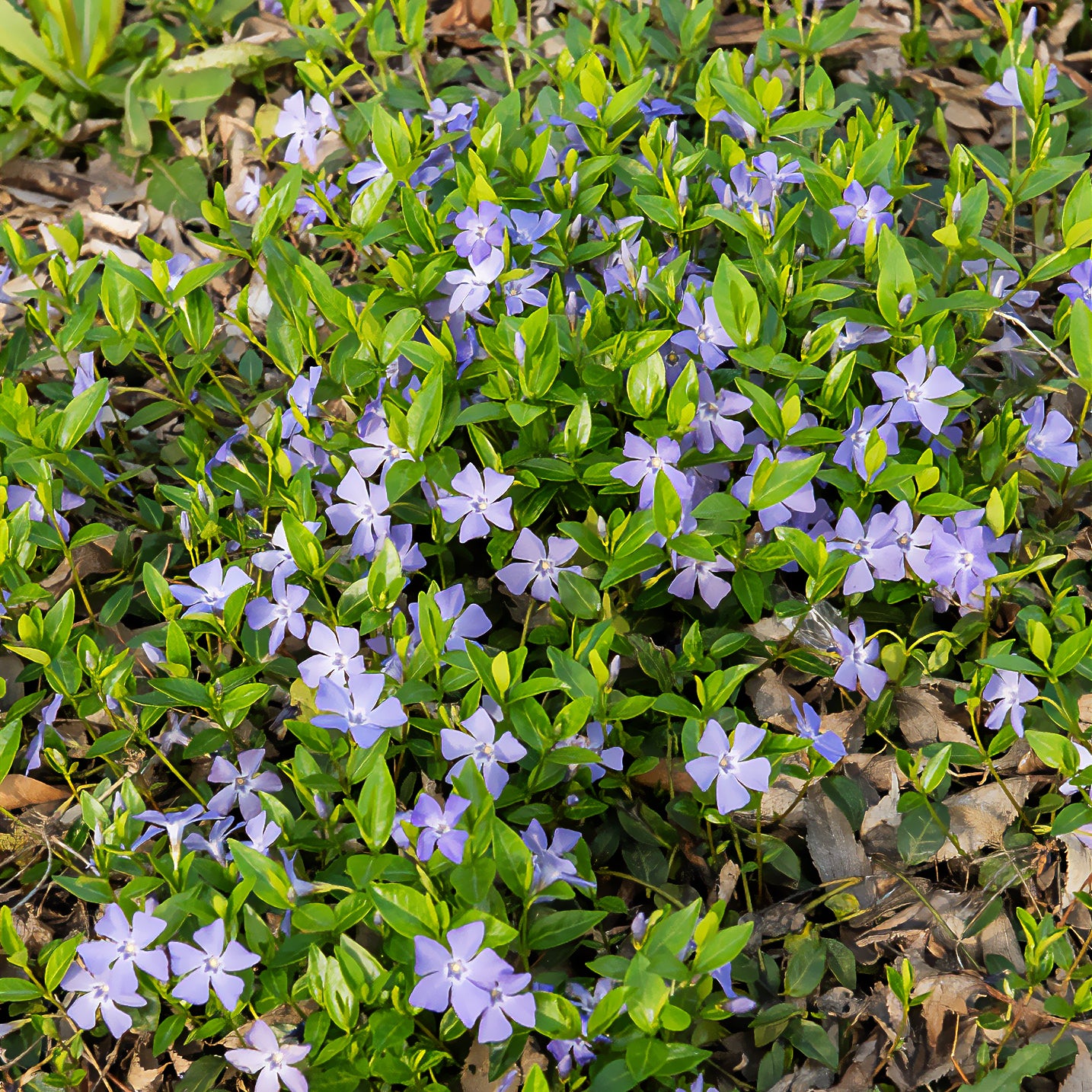 Maagdenpalm - Vinca minor - Bakker