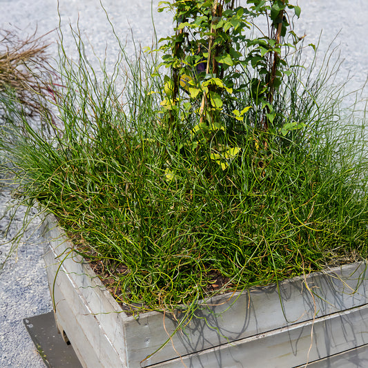 Spiralis bies - Bakker