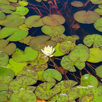 Verkoop Waterlelie 'Marliacea Chromatella' - Nymphaea marliacea Chromatella