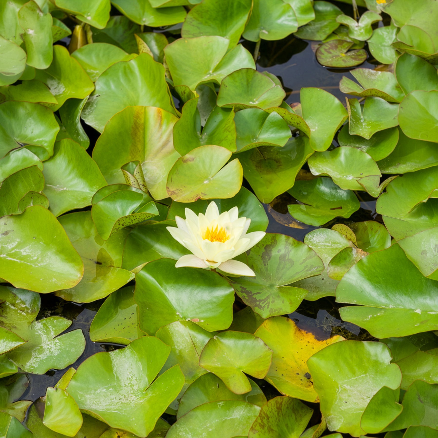 Waterlelie 'Marliacea Chromatella' - Nymphaea marliacea Chromatella - Bakker