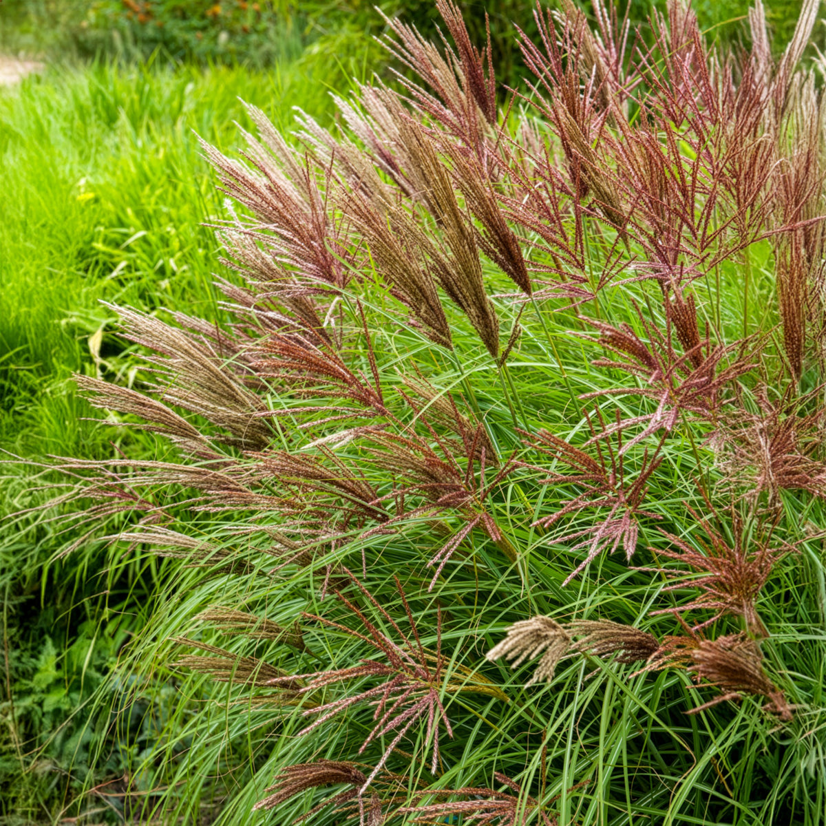 Prachtriet Red Chief - Bakker
