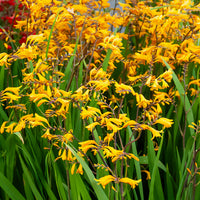 Crocosmia 'Sunglow' (x20) - Crocosmia  'sunglow' - Bakker