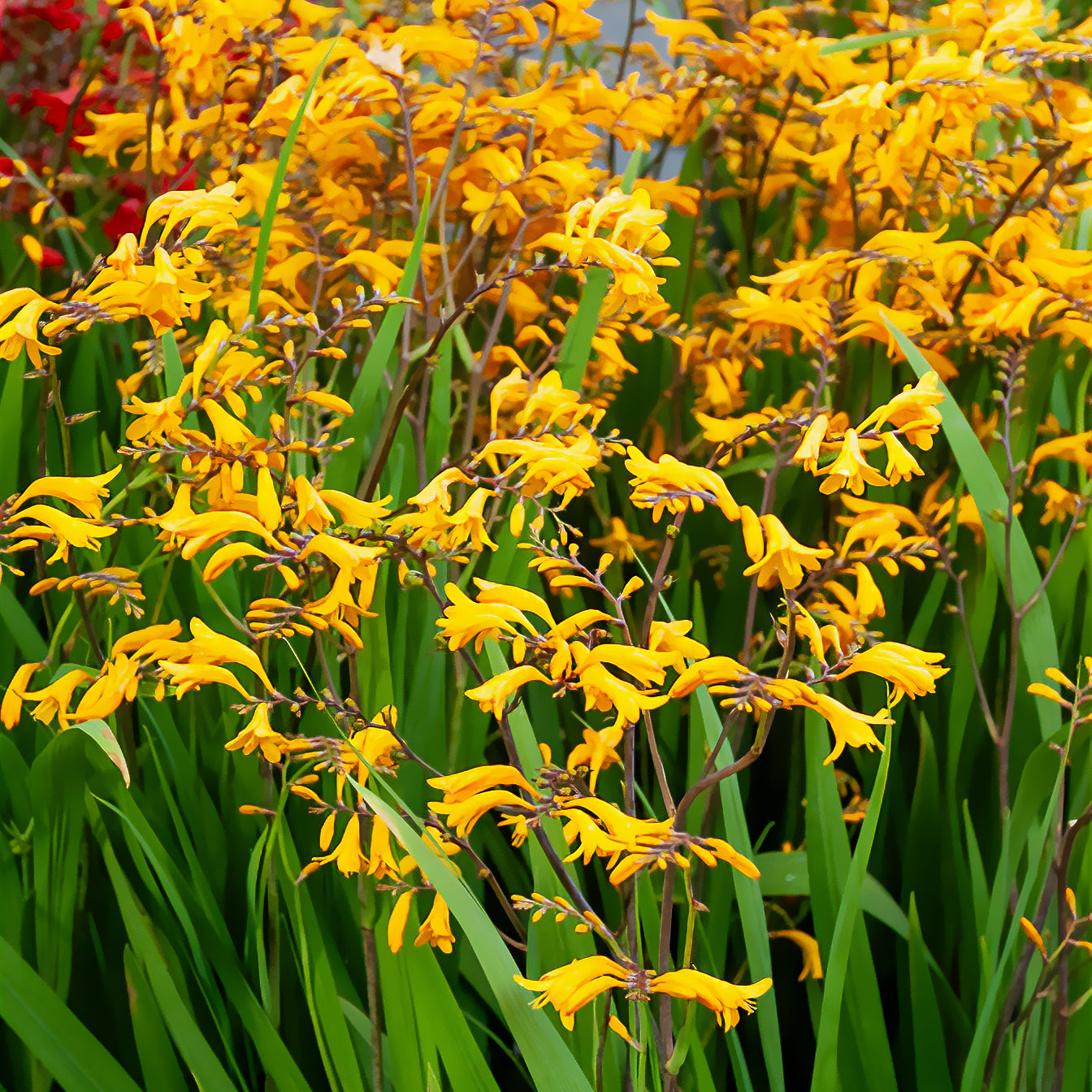 Crocosmia 'Sunglow' (x20) - Crocosmia  'sunglow' - Bakker
