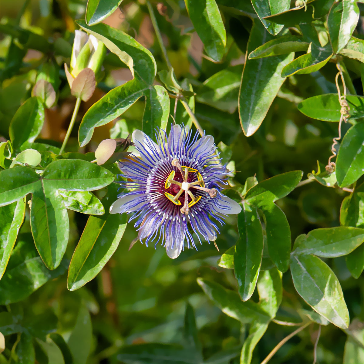 Passiebloem 'Purple Rain' - Passiflora purple rain - Bakker