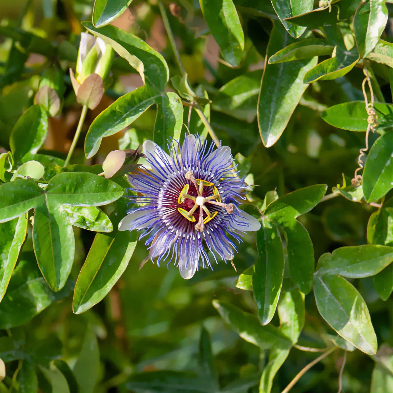 Passiflora purple rain - Passiebloem 'Purple Rain' - Passiebloem