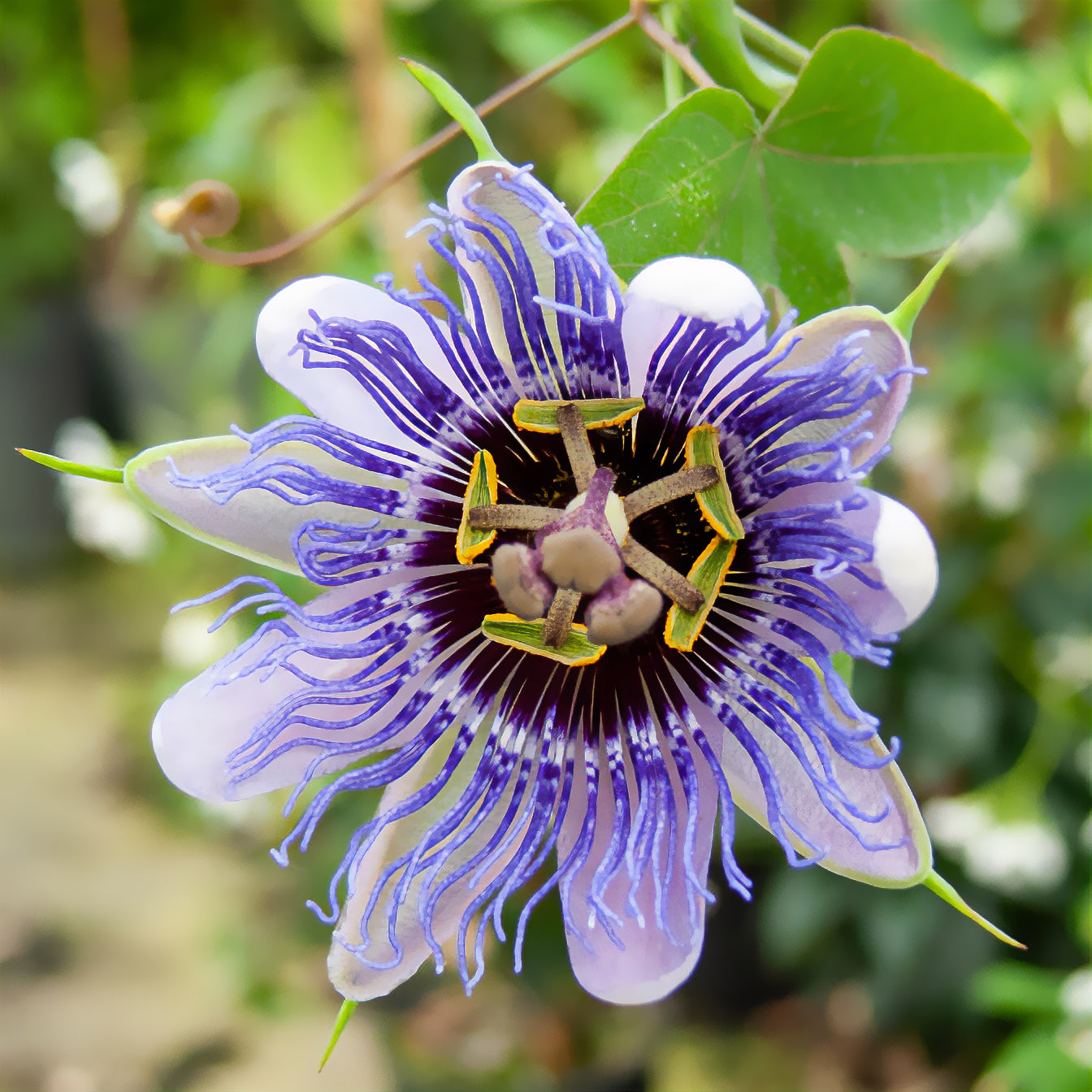 Passiebloem 'Purple Rain' - Passiflora purple rain - Bakker