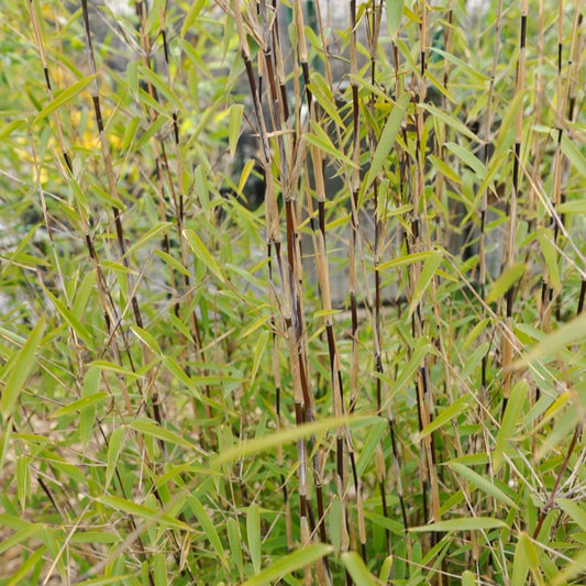 Bamboe 'Volcano' - Bakker