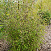 Bamboe 'Volcano' - Fargesia nitida 'volcano' - Bakker