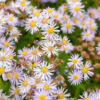 Herfstaster 'Asran' (x3) - Aster ageratoides Asran - Bakker