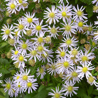 Aster ageratoides Asran - Herfstaster 'Asran' (x3) - Aster
