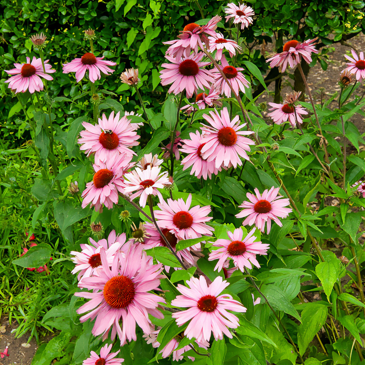 Echinacea - Zonnehoed - Rode zonnehoed - Echinacea purpurea