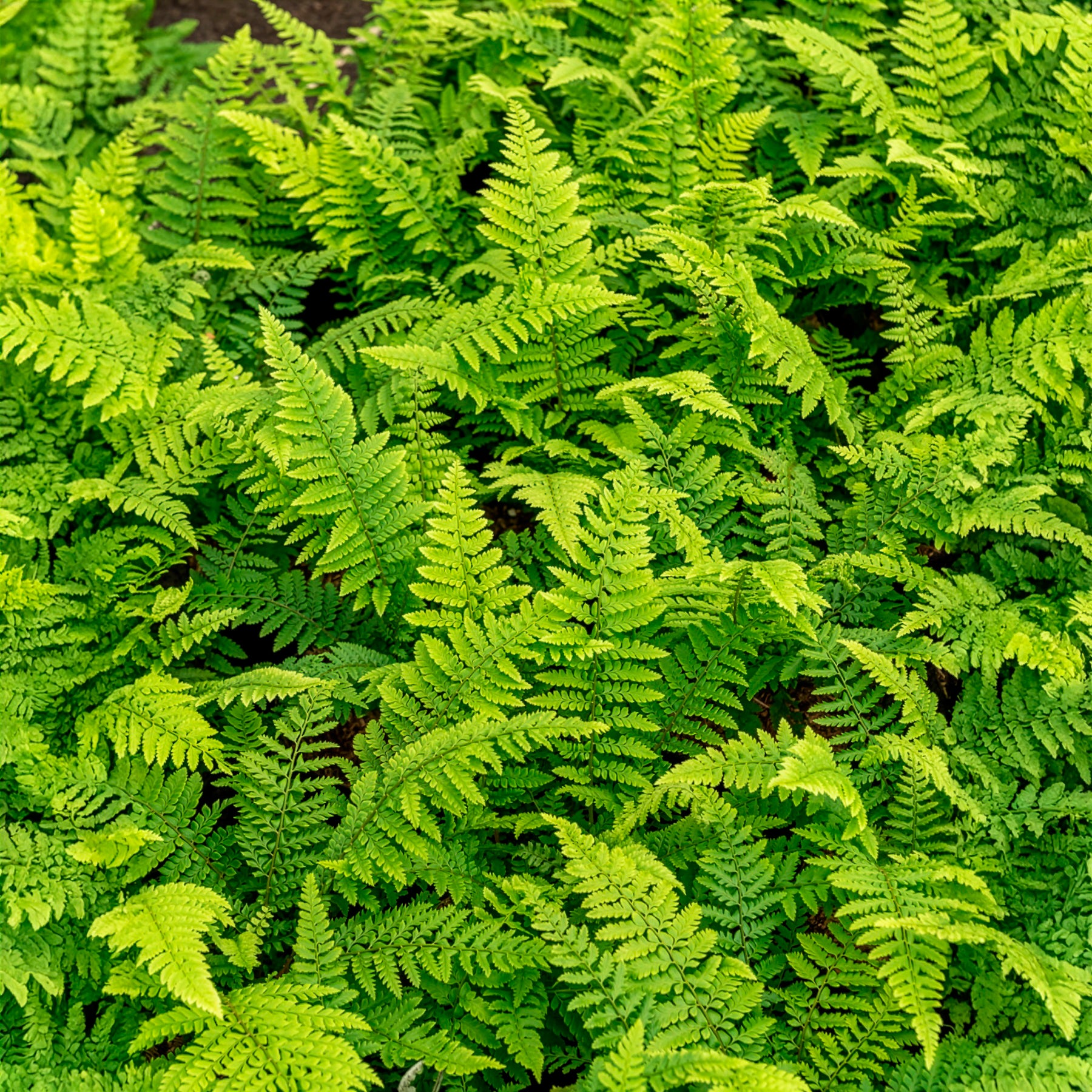 Verkoop Zachte naaldvaren 'Herrenhausen' - Polystichum setiferum Herrenhausen