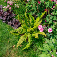 Verkoop Zachte naaldvaren 'Herrenhausen'