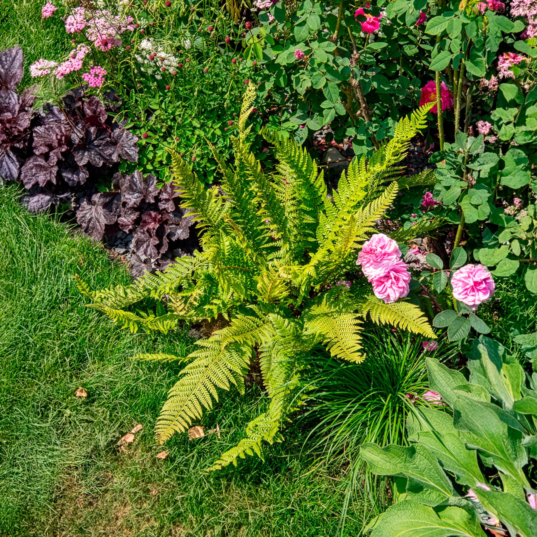 Verkoop Zachte naaldvaren 'Herrenhausen'
