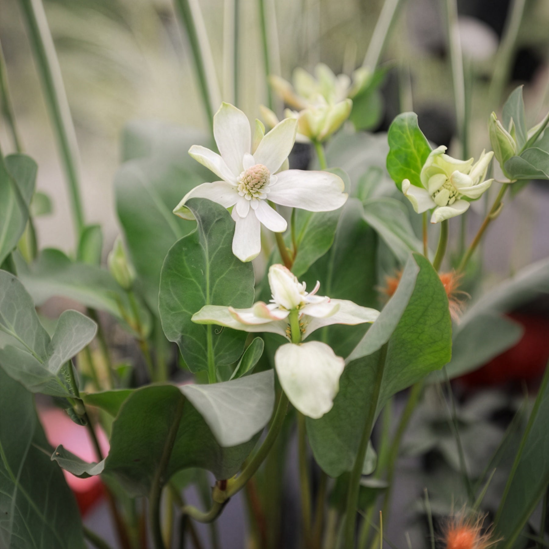 Californische Anemopsis - Alle vijverplanten - Bakker