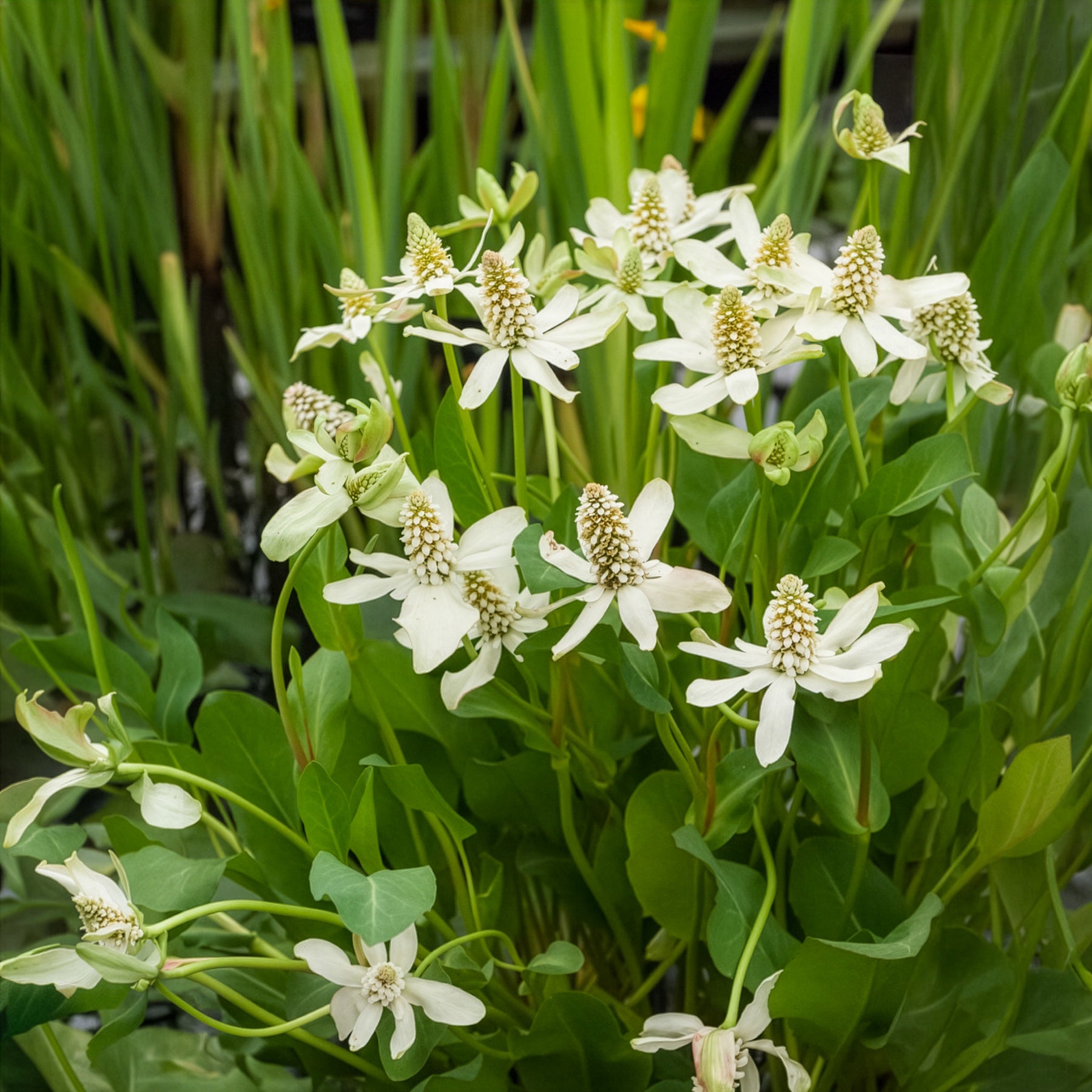 Verkoop Californische Anemopsis - Anemopsis californica