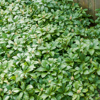 Pachysandra terminalis Green Carpet - Schaduwkruid 'Green Garpet' (x3) - Vaste planten