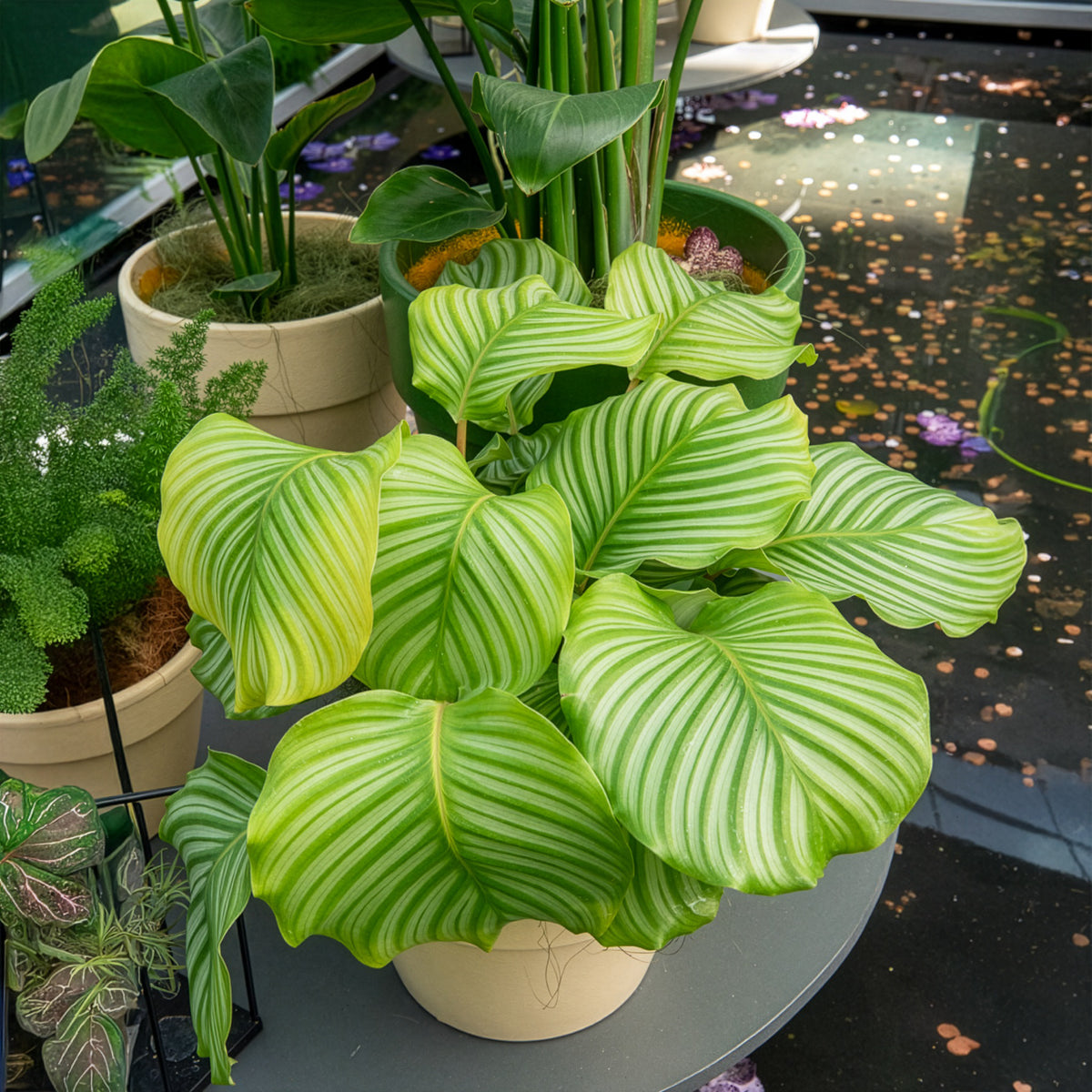 Calathea - Bidplant Calathea orbifolia - Calathea orbifolia