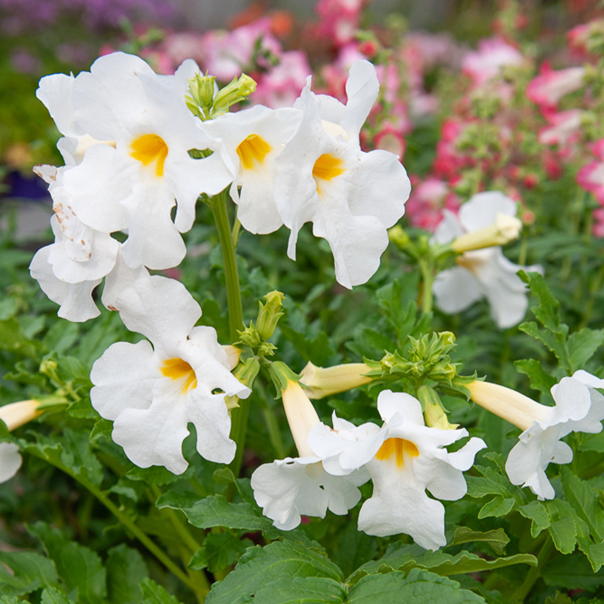 Incarvillea delavayi - Gloxinia Mix (x4) - Bloeiende vaste planten