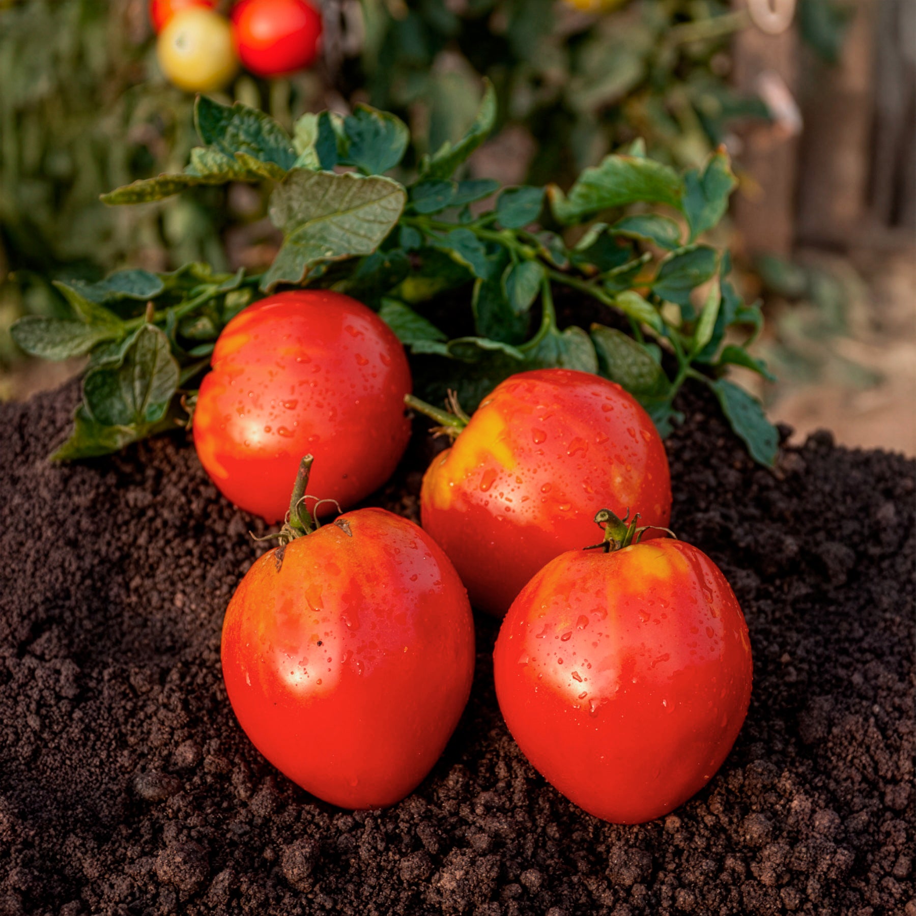 Verkoop Vleestomaat 'Coeur de Boeuf' zakje zaden