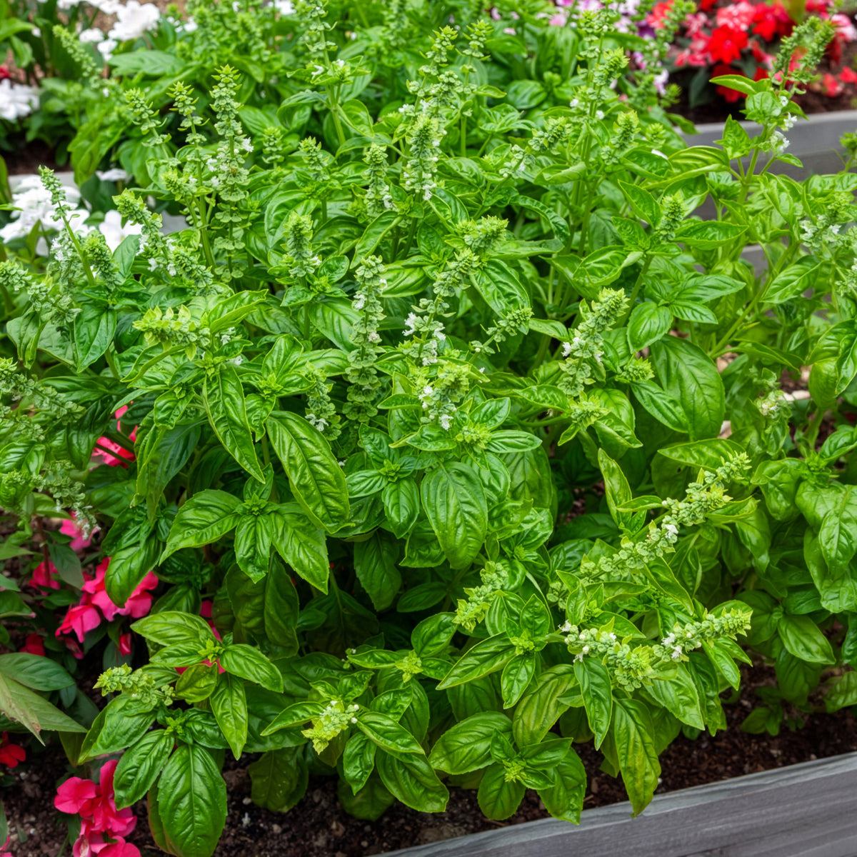 Basilicum 'Italiano Classico' - Ocimum basilicum genovese - Bakker