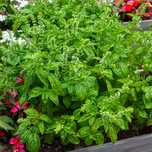 Basilicum 'Italiano Classico' - Ocimum basilicum genovese - Bakker
