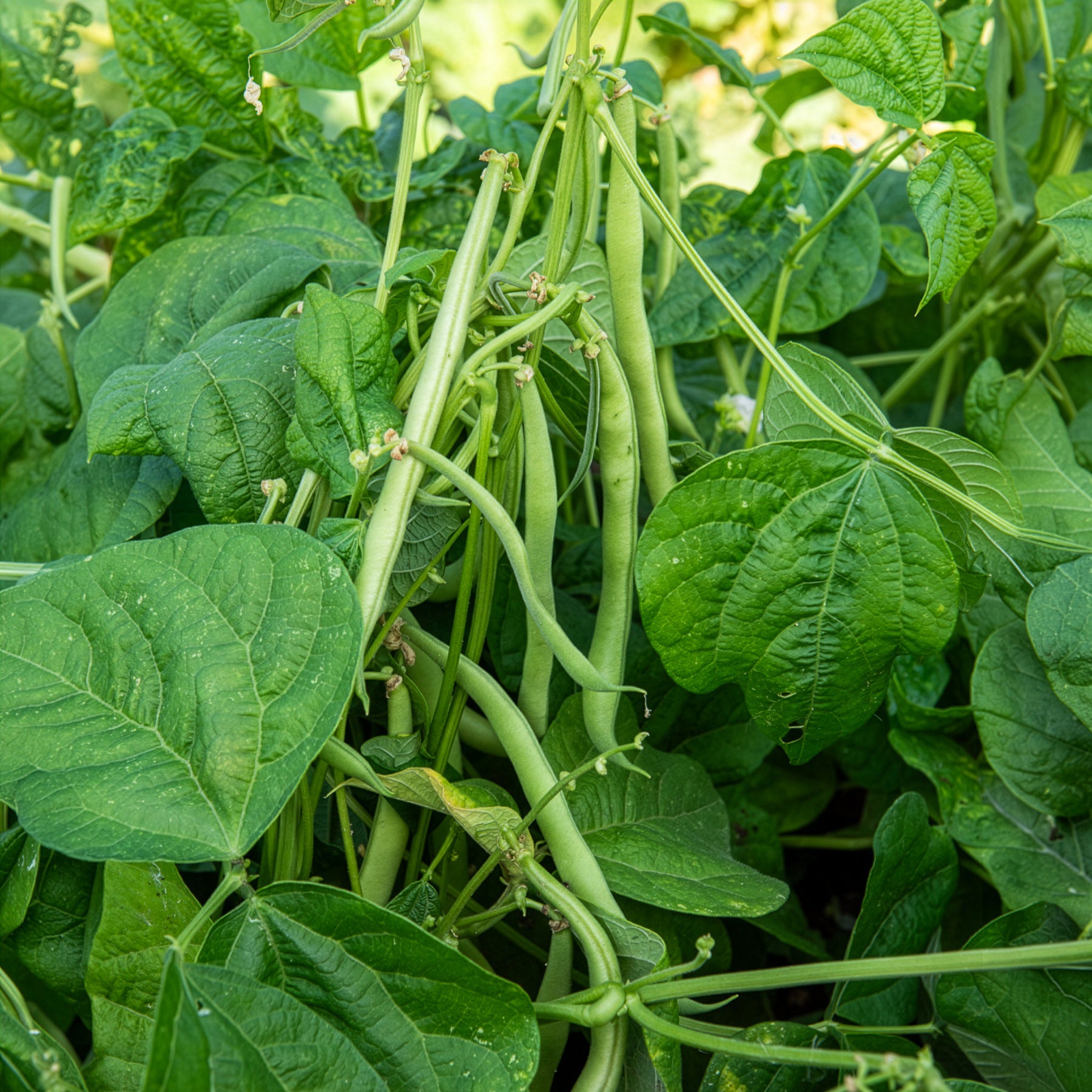 Stamslabonen 'Maxi' - Phaseolus vulgaris maxi - Bakker