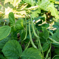 Stamslabonen 'Maxi' - Bakker