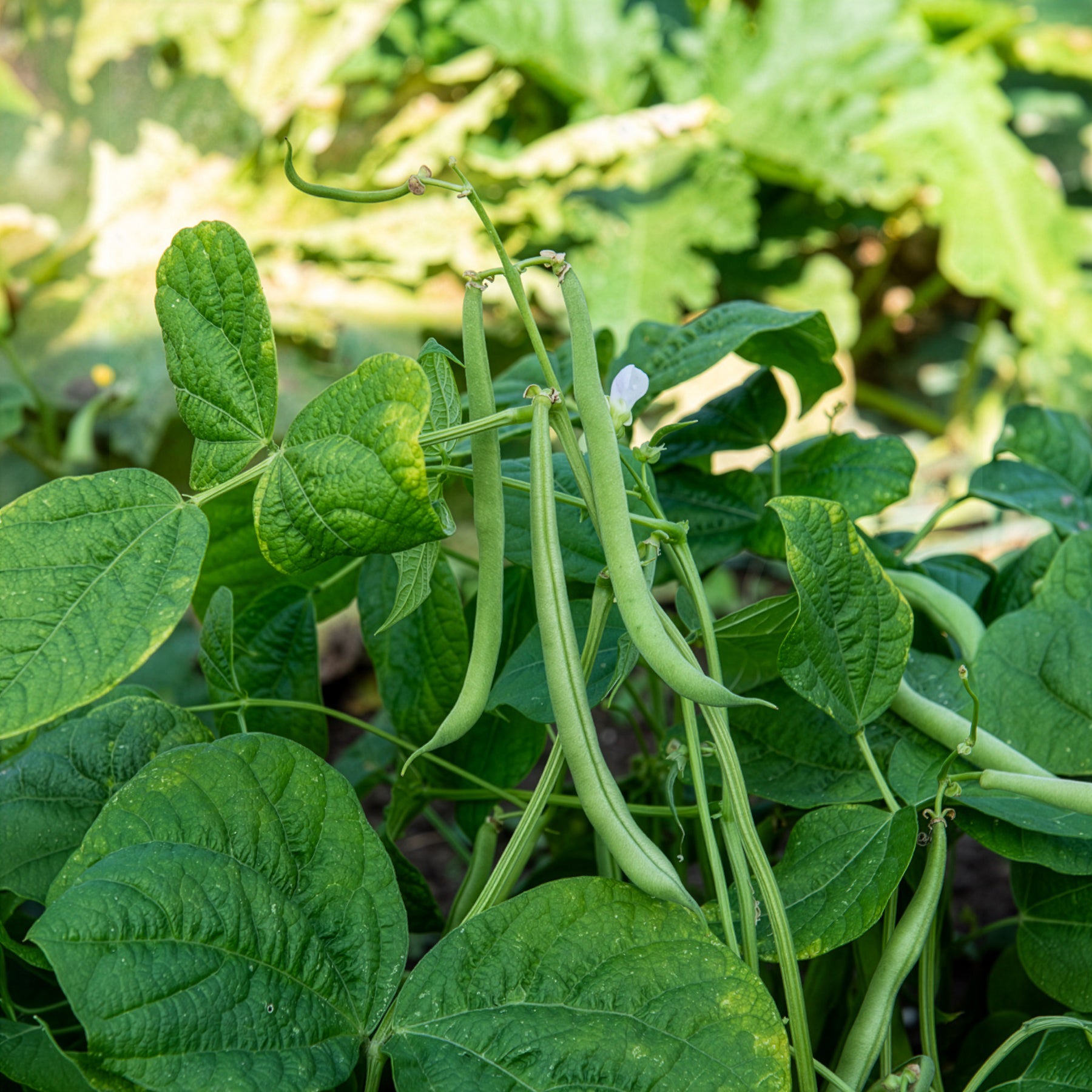 Stamslabonen 'Maxi' - Bakker