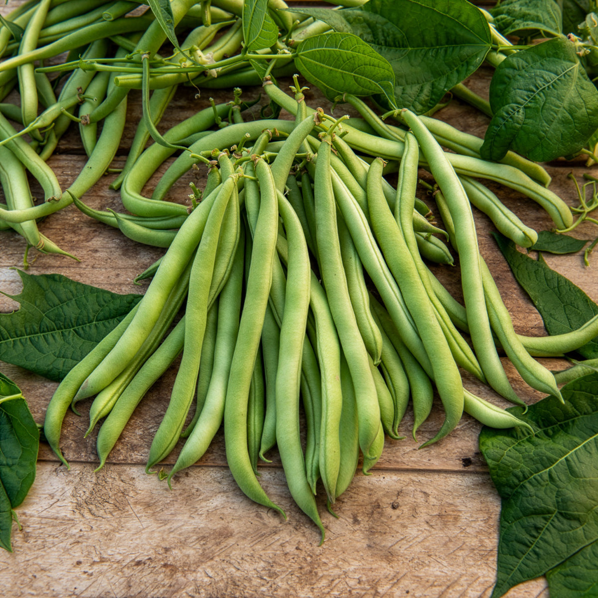 Phaseolus vulgaris maxi - Stamslabonen 'Maxi' - Bonenzaden