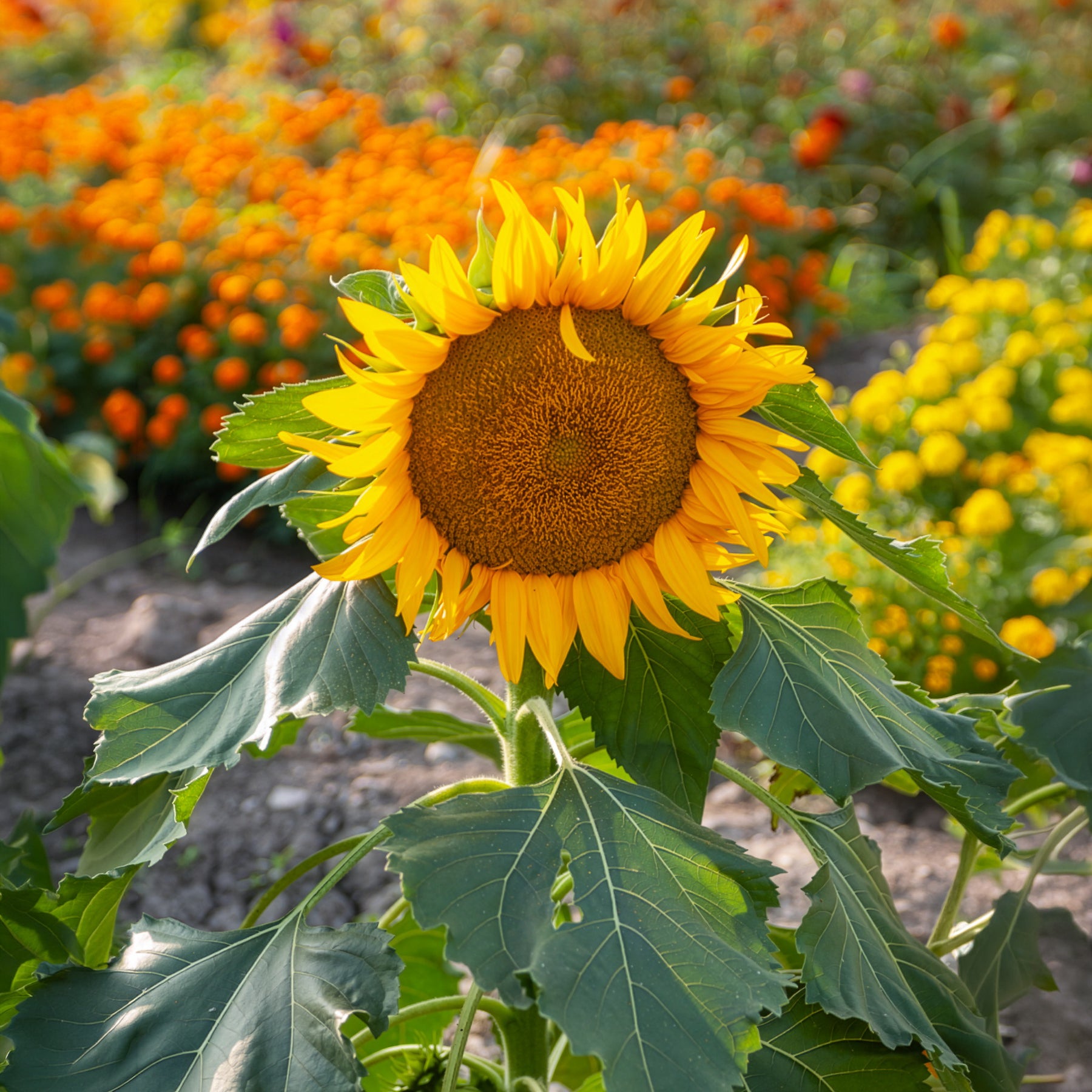 Eenjarige bloemzaden - Zonnebloem 'Sunspot' - Helianthus annuus Sunspot