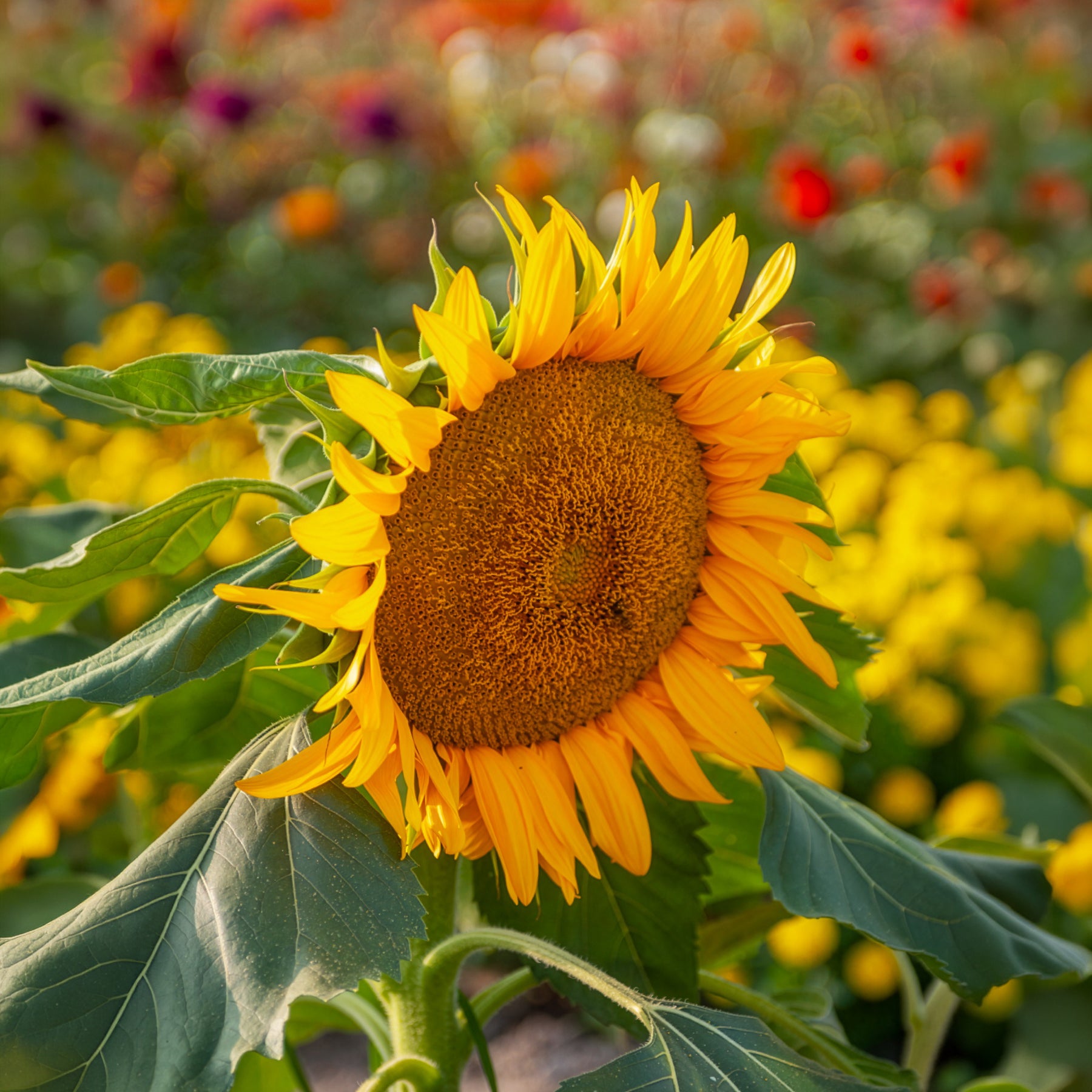 Helianthus annuus Sunspot - Zonnebloem 'Sunspot' - Eenjarige bloemzaden