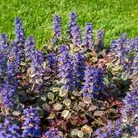 Zenegroen - Kruipend zenegroen 'Burgundy Glow' - Ajuga reptans Burgundy Glow