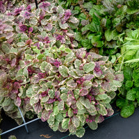 Kruipend zenegroen 'Burgundy Glow' - Ajuga reptans Burgundy Glow - Bakker