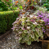 Ajuga reptans Burgundy Glow - Kruipend zenegroen 'Burgundy Glow' - Zenegroen