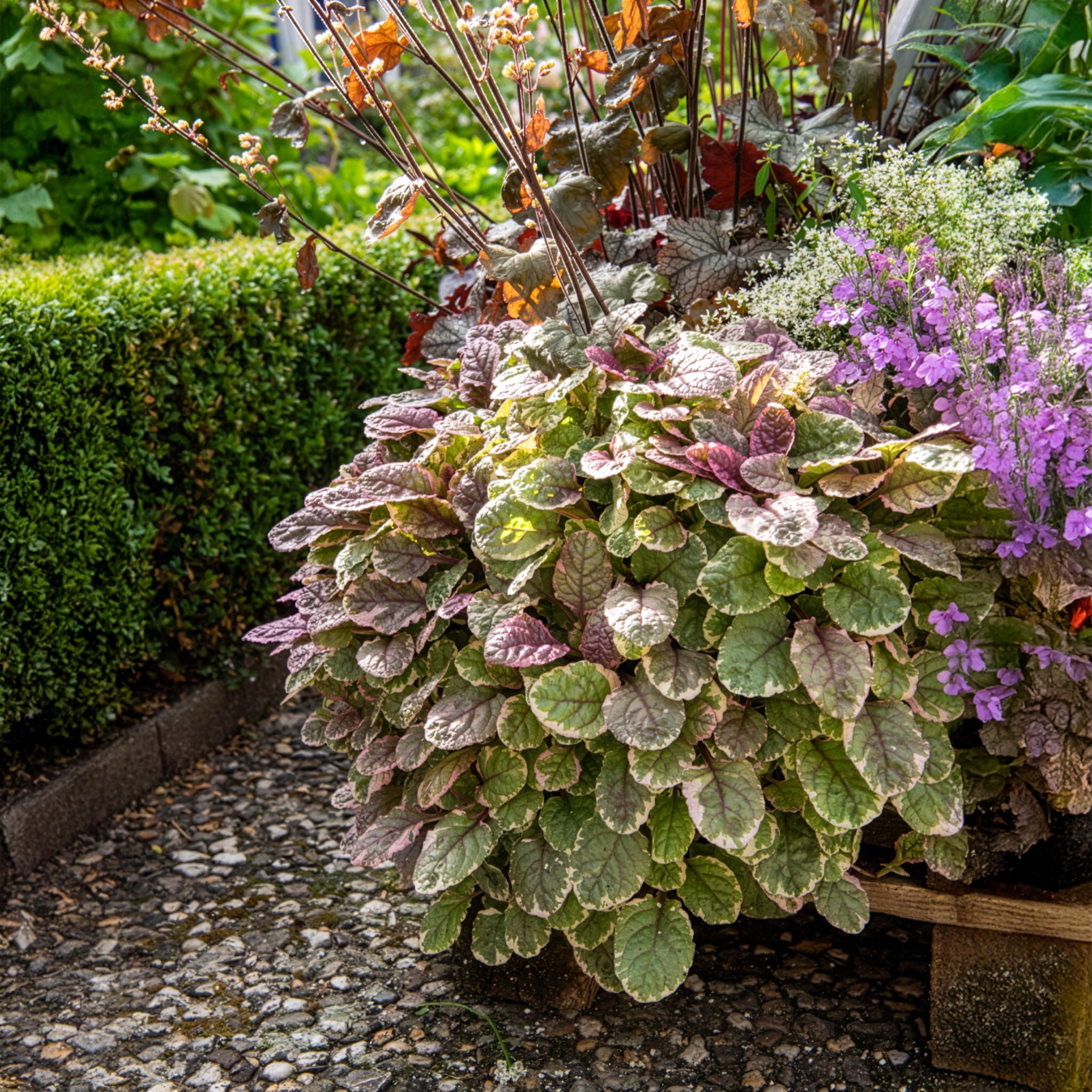 Ajuga reptans Burgundy Glow - Kruipend zenegroen 'Burgundy Glow' - Zenegroen
