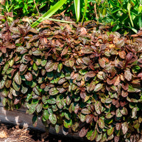 Verkoop Kruipend zenegroen 'Atropurpurea'
