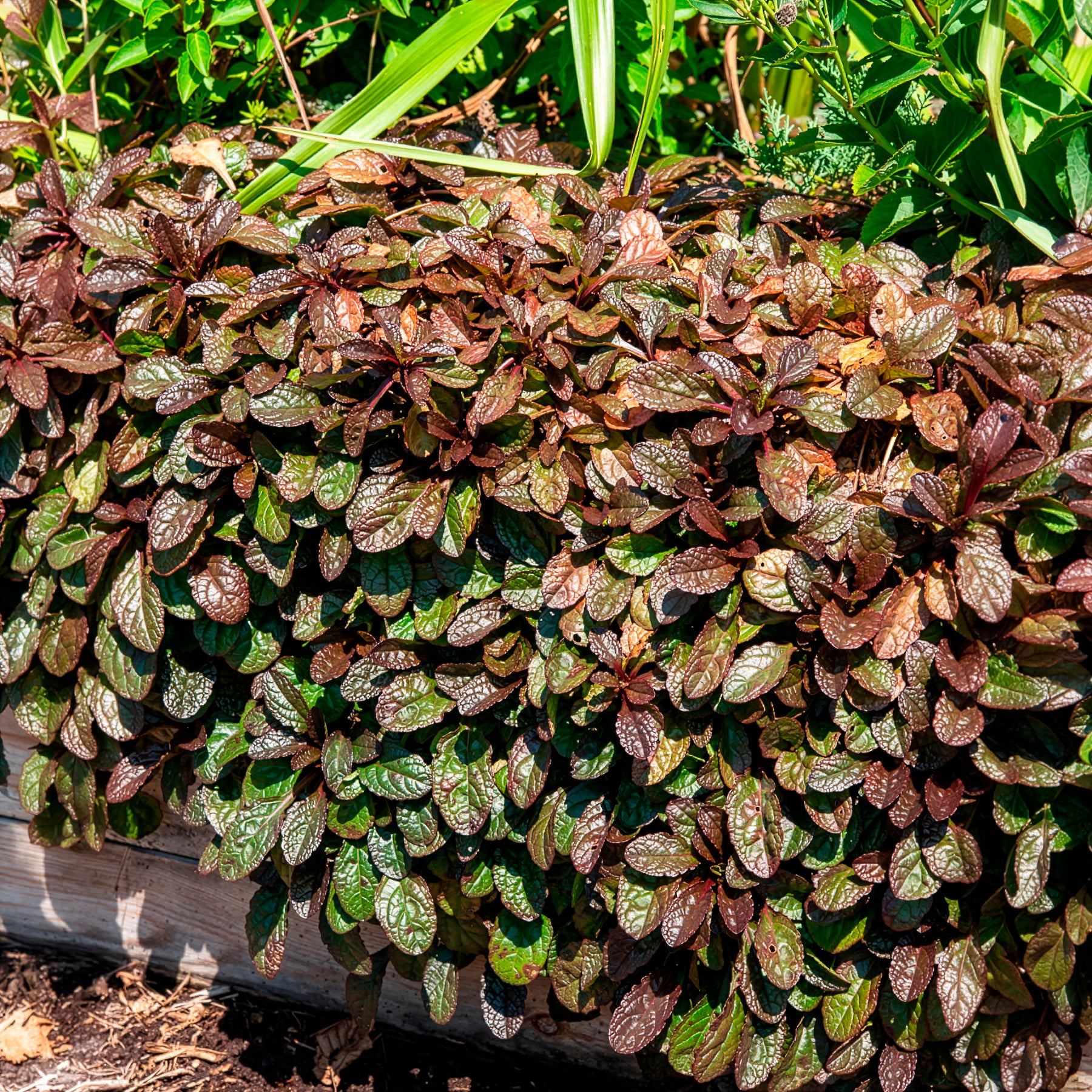 Verkoop Kruipend zenegroen 'Atropurpurea'